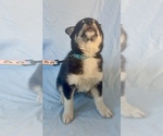 Small #8 Pomsky-Shiba Inu Mix