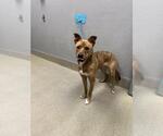 Small Chihuahua Mix
