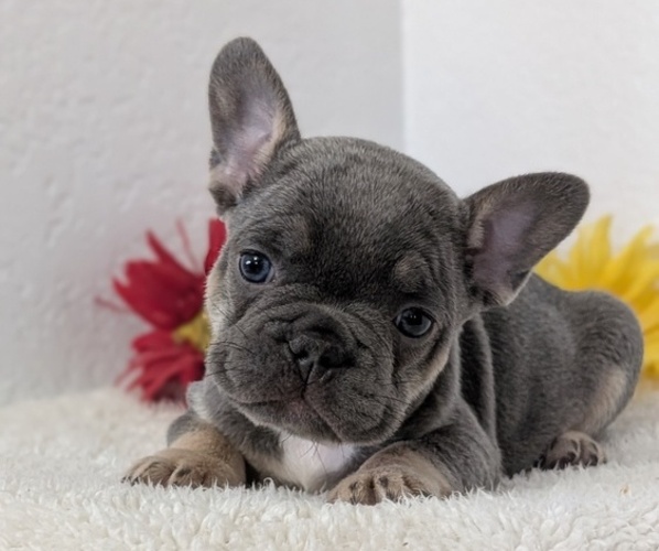 Medium Photo #3 French Bulldog Puppy For Sale in GOSHEN, IN, USA