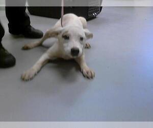 American Pit Bull Terrier-Siberian Husky Mix Dogs for adoption in Fayetteville, NC, USA