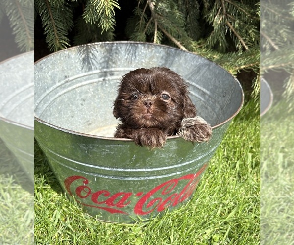 Medium Photo #4 Shih Tzu Puppy For Sale in MIDDLEBURY, IN, USA
