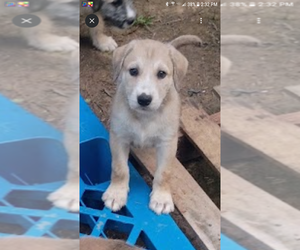 German Shepherd Dog-Schnauzer (Standard) Mix Puppy for sale in JONESBORO, GA, USA