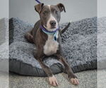 Small #2 American Staffordshire Terrier-Greyhound Mix