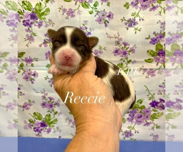 Medium Photo #1 Yorkshire Terrier Puppy For Sale in WINNSBORO, LA, USA