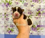 Image preview for Ad Listing. Nickname: Tiny Reecie