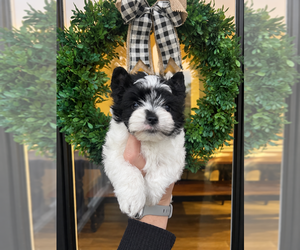 Yorkshire Terrier Puppy for sale in BOSTON, VA, USA