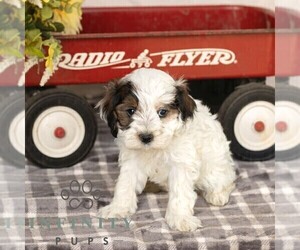Cavapoo Puppy for sale in GAP, PA, USA
