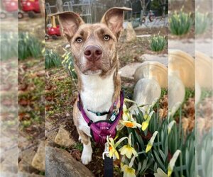 Carolina Dog-Dachshund Mix Dogs for adoption in Spring Lake, NC, USA