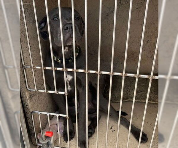 Medium Photo #1 Mutt Puppy For Sale in Oklahoma City, OK, USA