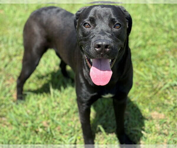 Medium Photo #3 Labrador Retriever-Unknown Mix Puppy For Sale in Virginia Beach, VA, USA