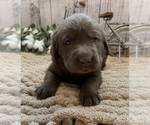Small Photo #4 Labrador Retriever Puppy For Sale in CERES, CA, USA