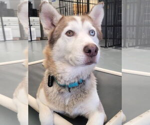 Siberian Husky Dogs for adoption in Severn, MD, USA