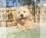 Small Photo #5 Goldendoodle Puppy For Sale in OCALA, FL, USA