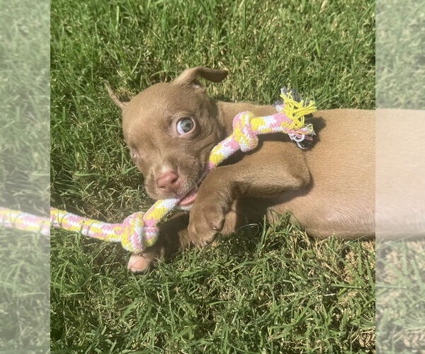 Medium Photo #4 Mutt Puppy For Sale in OKLAHOMA CITY, OK, USA