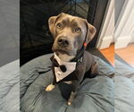 Small #2 American Staffordshire Terrier Mix