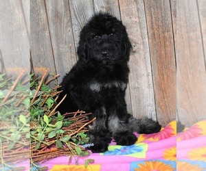 Australian Labradoodle Puppy for sale in ASPERMONT, TX, USA