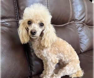 Mother of the Maltipoo (Toy) puppies born on 04/20/2026