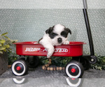 Small Photo #2 Shih Tzu Puppy For Sale in CLARE, MI, USA