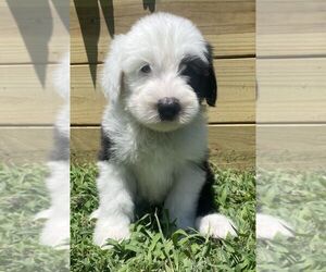 Old English Sheepdog Puppy for sale in WAKE FOREST, NC, USA