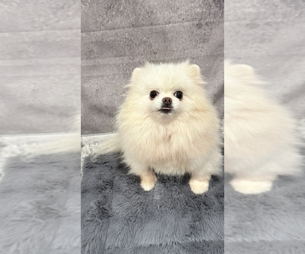 Medium Photo #1 Pomeranian Puppy For Sale in RANCHO BERNARDO, CA, USA
