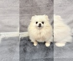 Image preview for Ad Listing. Nickname: Luna