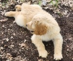 Small Photo #2 Goldendoodle Puppy For Sale in WACO, TX, USA