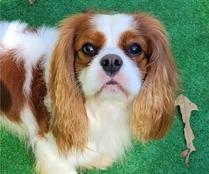 Father of the Cavalier King Charles Spaniel puppies born on 12/23/2021