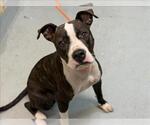 PIKE - Female Mutt Dog for Adoption - Small photo