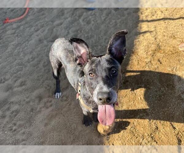 Medium Photo #2 Dutch Shepherd -Unknown Mix Puppy For Sale in Berkeley , CA, USA