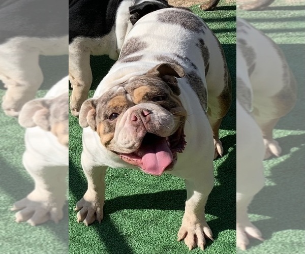 Medium Photo #1 Bulldog Puppy For Sale in VICTORVILLE, CA, USA