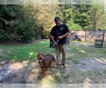 Small Photo #1 American Bully Puppy For Sale in MUNFORD, AL, USA
