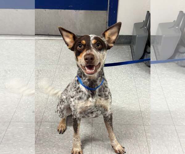 Medium Photo #1 Mutt Puppy For Sale in Paso Robles, CA, USA