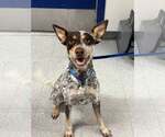 Ice Cream - Male Mutt Dog for Adoption - Small photo