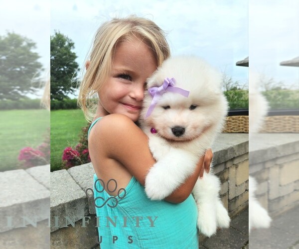 Medium Photo #5 Samoyed Puppy For Sale in LEOLA, PA, USA
