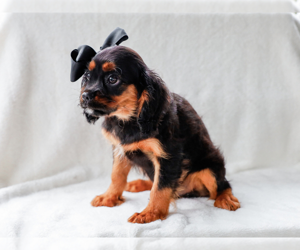 Medium Photo #2 Cavalier King Charles Spaniel Puppy For Sale in LIBERTY, KY, USA