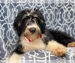 Small Photo #11 Miniature Bernedoodle Puppy For Sale in LAKELAND, FL, USA