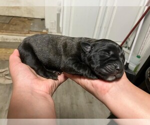 Belgian Malinois Puppy for sale in DENVER, CO, USA