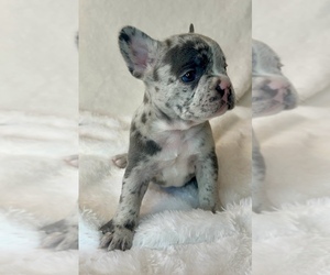 French Bulldog Puppy for Sale in EDMONDS, Washington USA