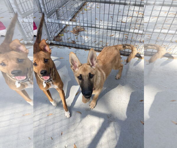 Medium Photo #4 German Shepherd Dog-Unknown Mix Puppy For Sale in San Diego, CA, USA