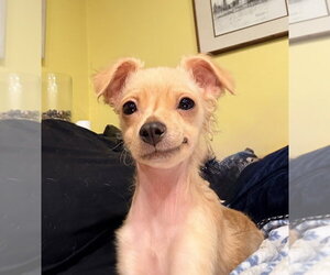 Chihuahua-Colonial Cocker Spaniel Mix Dogs for adoption in Banning, CA, USA