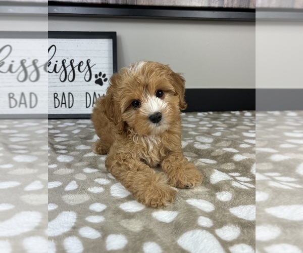 Medium Photo #5 Cavapoo Puppy For Sale in INDIANAPOLIS, IN, USA