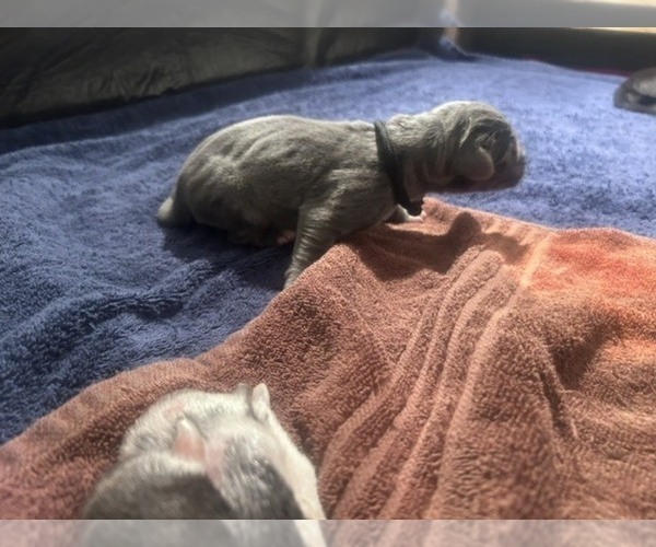 Medium Photo #3 Great Dane Puppy For Sale in WILLIS, TX, USA