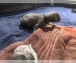Small #2 Great Dane