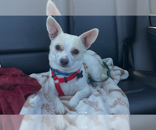 Medium Photo #3 Chihuahua-Unknown Mix Puppy For Sale in San Francisco, CA, USA