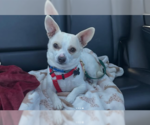 Small Photo #3 Chihuahua-Unknown Mix Puppy For Sale in San Francisco, CA, USA