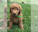 Small Photo #7 Goldendoodle Puppy For Sale in BOWLING GREEN, KY, USA