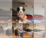 Puppy Molly Bernedoodle