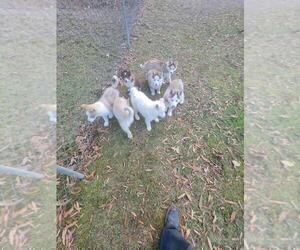 Siberian Husky Puppy for sale in DURHAM, NC, USA