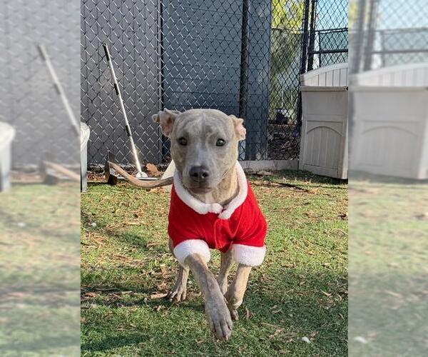 Medium Photo #1 Mutt Puppy For Sale in Fremont, CA, USA