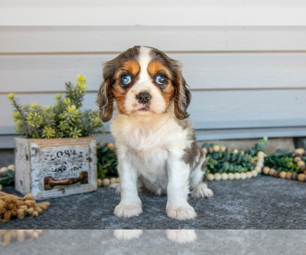 Medium Photo #2 Cavalier King Charles Spaniel Puppy For Sale in MILLERSBURG, OH, USA